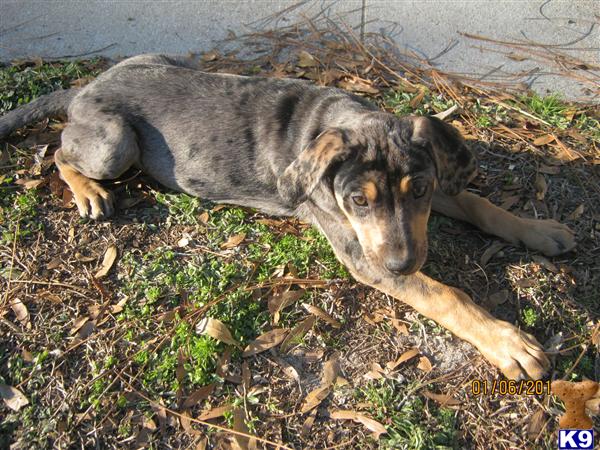 Catahoula Puppies